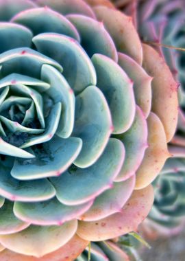 succulent plant