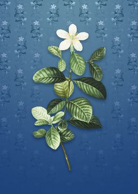 Gardenia on Bahama Blue