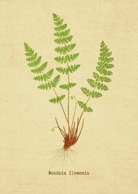 Woodsia Ilvensis