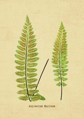 Asplenium Marinum