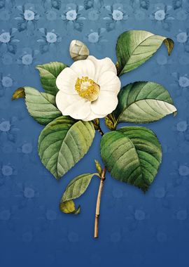 Vintage Japanese Camelia