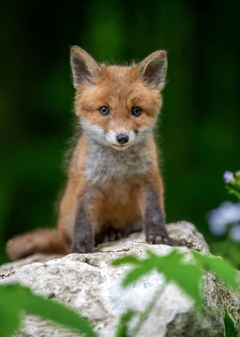 Red fox cub