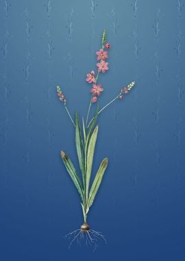 Vintage Ixia Scillaris