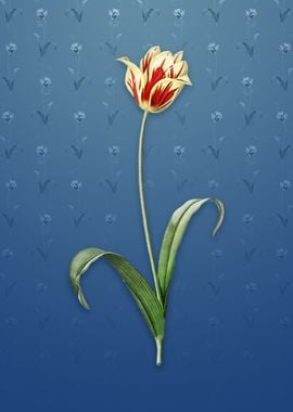 Vintage Didiers Tulip