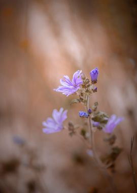  Field flowers, macro