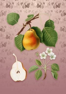 Vintage Pear on Dusty Pink