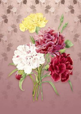 Carnation on Dusty Pink