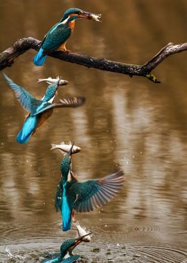 To catch a fish