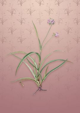 Spiderwort on Dusty Pink