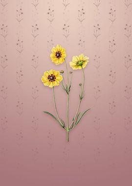 Perennial Dyers Coreopsis