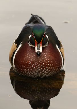 Wood duck perfection