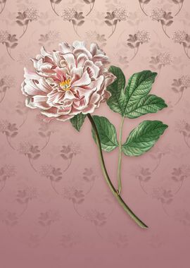 Tree Peony on Dusty Pink