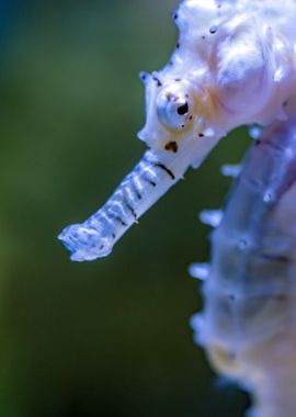 the face of seahorse