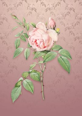 Vintage Fragrant Rosebush