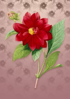 Vintage Double Dahlias