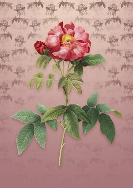 Vintage Provins Rose