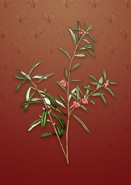 Vintage Bog Rosemary Bush