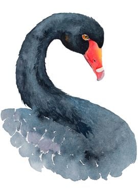 Black Swan Bird