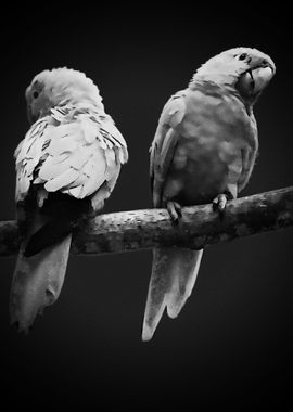 Black White Parrot