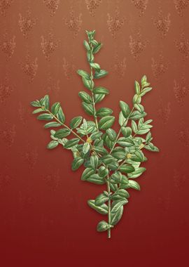 Vintage Boxwood Bush