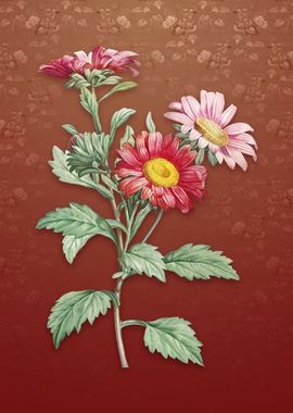 Vintage Red Aster Flowers