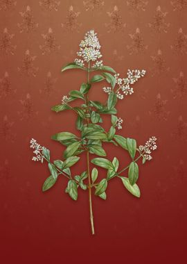 Vintage Wild Privet on Red