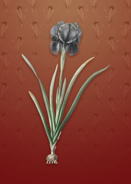 Vintage Mourning Iris