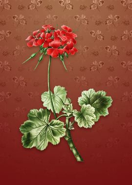 Vintage Scarlet Geranium