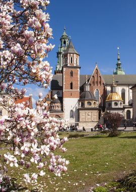 Cracow Castle Magnolias