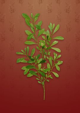 Bog Myrtle on Falu Red