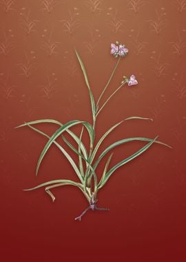 Spiderwort on Falu Red