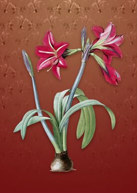 Brazilian Amaryllis on Red