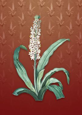 Vintage Eucomis Punctata