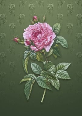 Vintage Pink French Rose