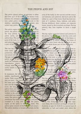 Pelvis and Hip Anatomy