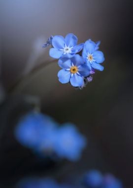 Blue forget-me-nots