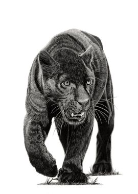 Panther