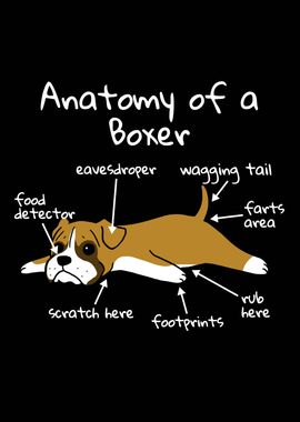 Anatomy Of A Boxer Dog