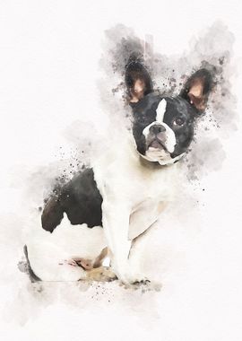 French bulldog