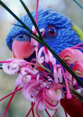 Rainbow Lorikeet Flowers