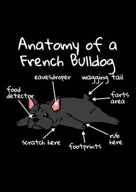 French Bulldog Anatomy 