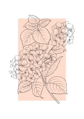 Hydrangea Flower