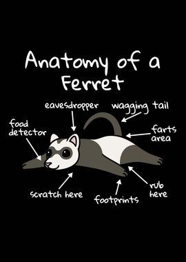 Anatomy Of A Ferret 