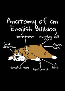 English Bulldog Anatomy 