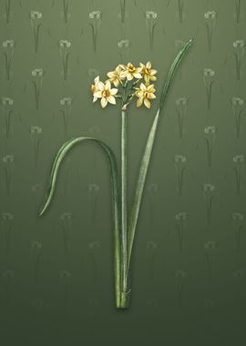 Cowslip Cupped Daffodil