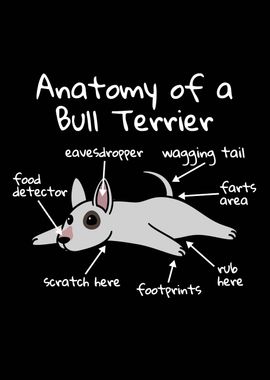 Anatomy Of A Bull Terrier