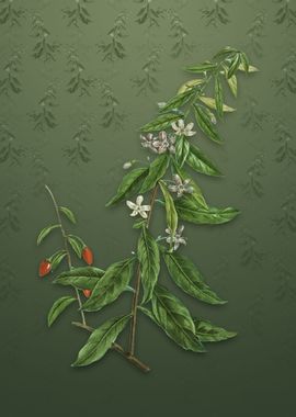 Vintage Goji Berry Tree