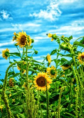 Sunflower Field