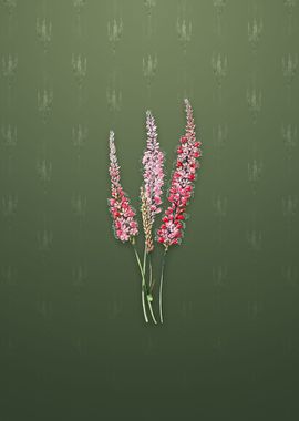 Vintage Polygonum Flower