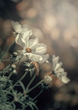 White flowers in my garden